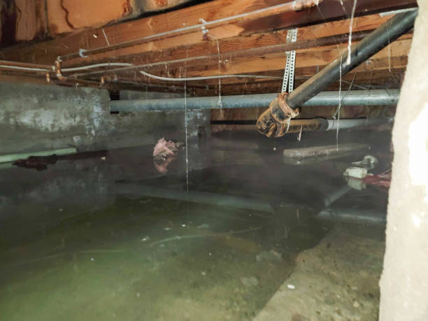 Best Professional water damage repair  in Mitchell, IN