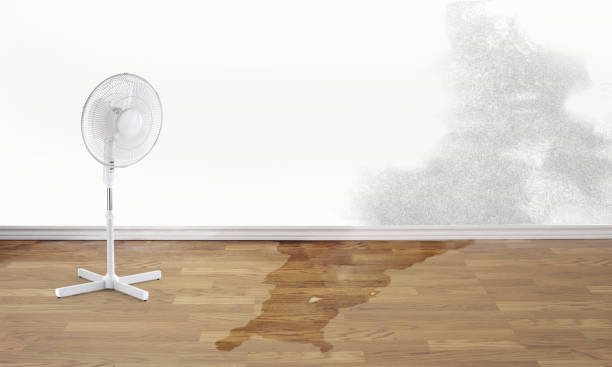 Best Local water damage restoration  in Mitchell, IN